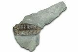 Long Prone Flexicalymene Trilobite - Indiana #325802-1